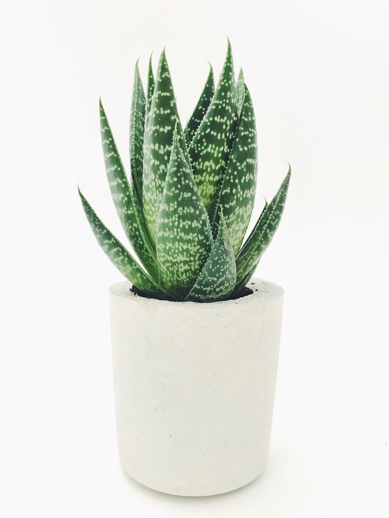 Jade Plant (Crassula Ovata)