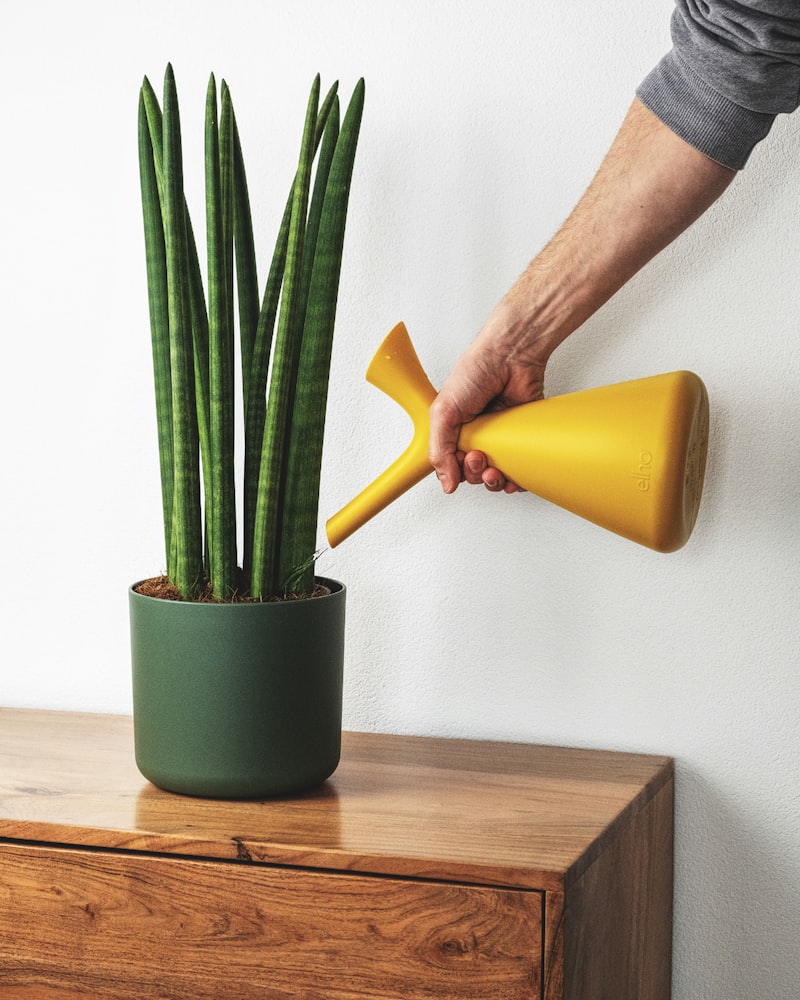 Snake Plant (Sansevieria)